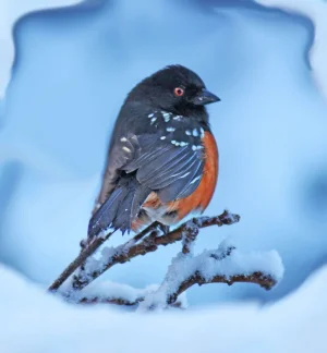 Towhee draped_edited-2.webp