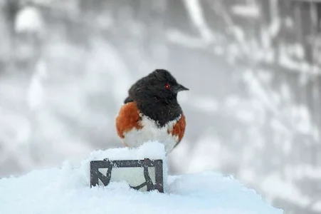 Towhee[1] (2).webp