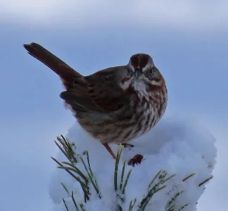 bird on branch_edited-3.webp