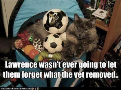 cat had his balls removed.webp