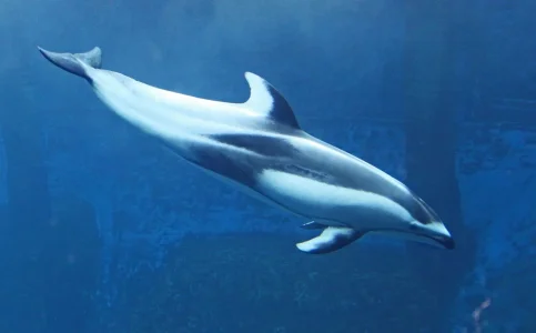 Dolphin under water_.webp