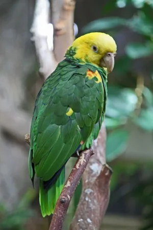 Green Parrot.webp