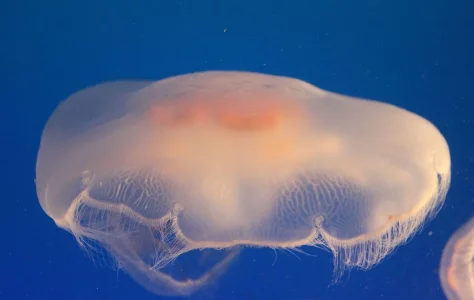 Jelly fish.webp