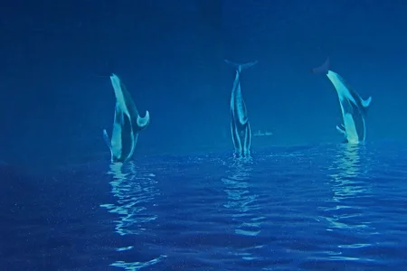triple dolphins_rotated2_edited-2.webp