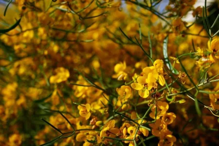 005.webp