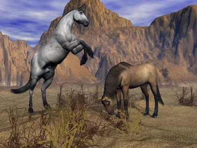 horses.webp