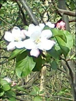 Blossom.webp