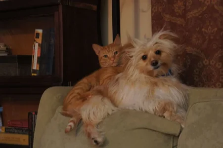 buddy and raiden 001.webp