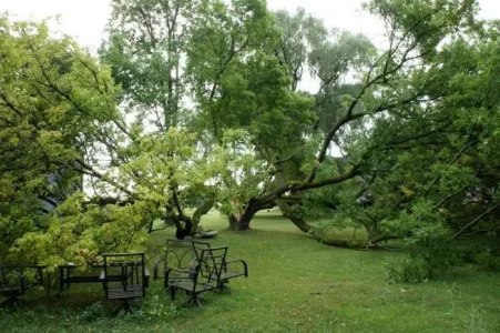 tree damage spread.webp