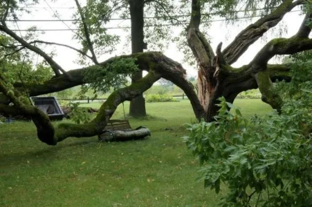 treedamagecloseup.webp