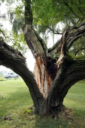 insidetree.webp insidetree.webp