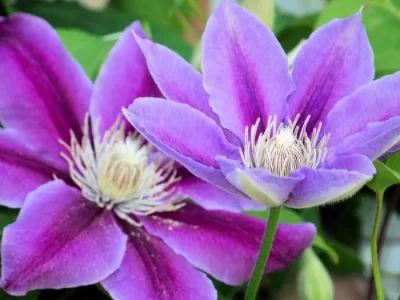 clematis.webp