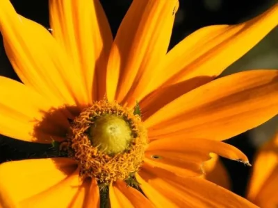 brittmarieflower.webp