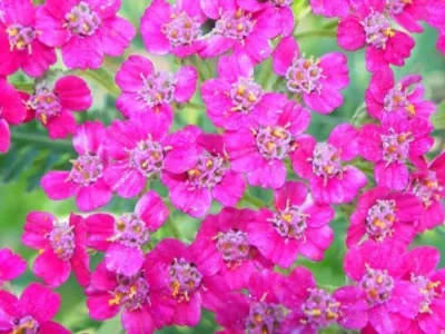 pinkflowers.webp
