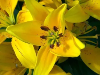 Pixie  (7).webp