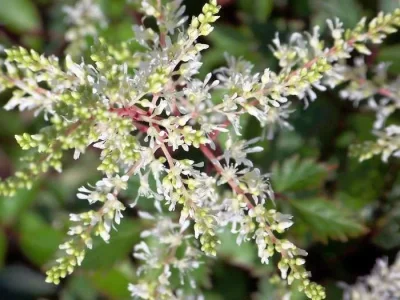Spirea Star.webp