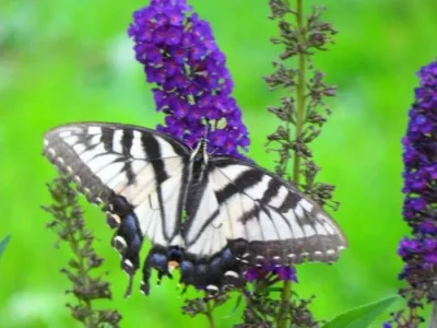 butterfly.webp