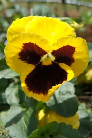 pansy.webp