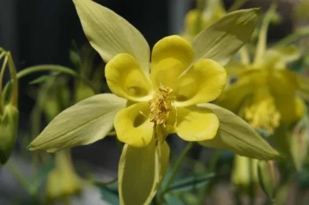 columbine.webp