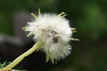 Make a wish.webp