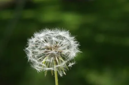 wish.webp