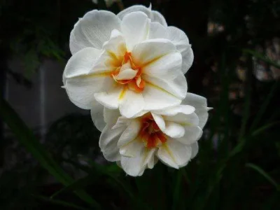 flower 3.webp