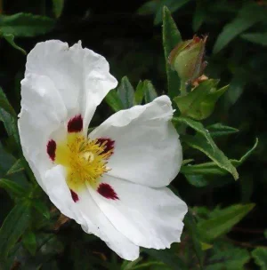 flower 1.webp