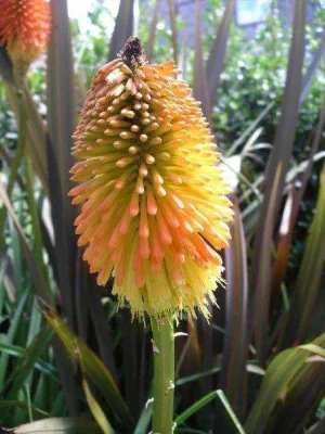 flower 2.webp