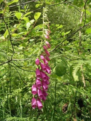 flower 4.webp
