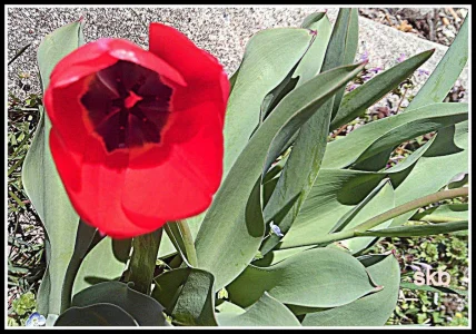 Red Tulip.webp