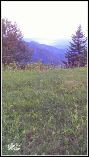 Mountain Wildflowers in pink.webp