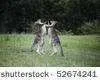 410947,1273412797,1.webp