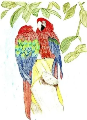 parrotts.webp