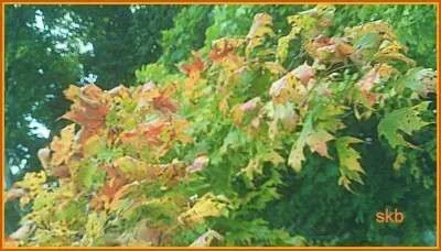 resized Turning Leaves.webp