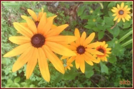 Descending yellow flowers.webp