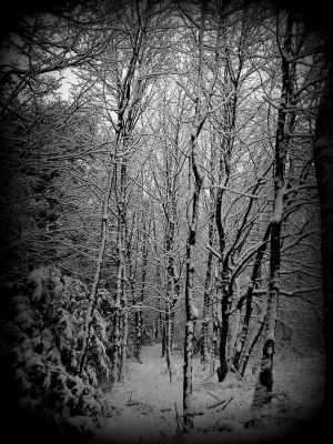 bus park woods.webp