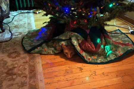 kittenskirt.webp