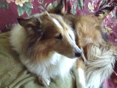 beautiful missy 2010.webp