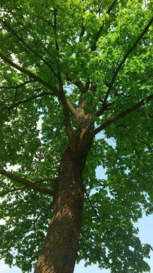 DSC_0052.webp