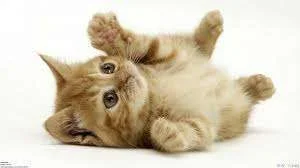 imagescat.webp