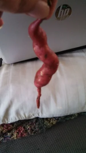 sweet potato.webp