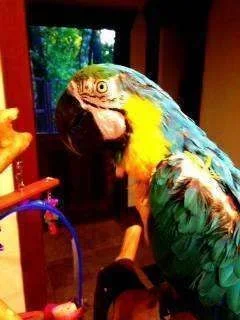 macaw.webp