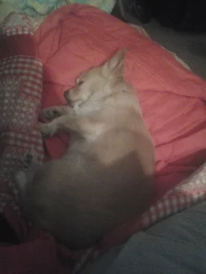 Callie.webp