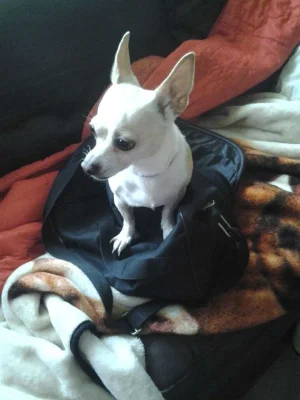 Jada.webp