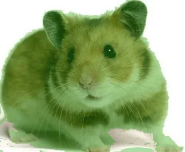 hamster1.webp