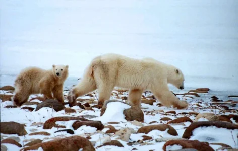 polarbears.webp