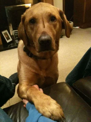 murphy_1.webp
