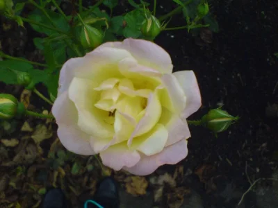 DSC00713.webp