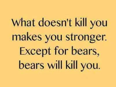 Bears.webp