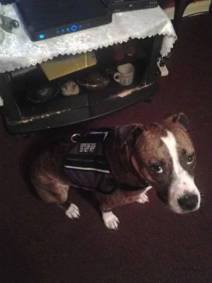 bristol vest3.webp